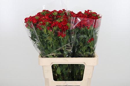 <h4>DI BARB BARON BREANTHUS</h4>