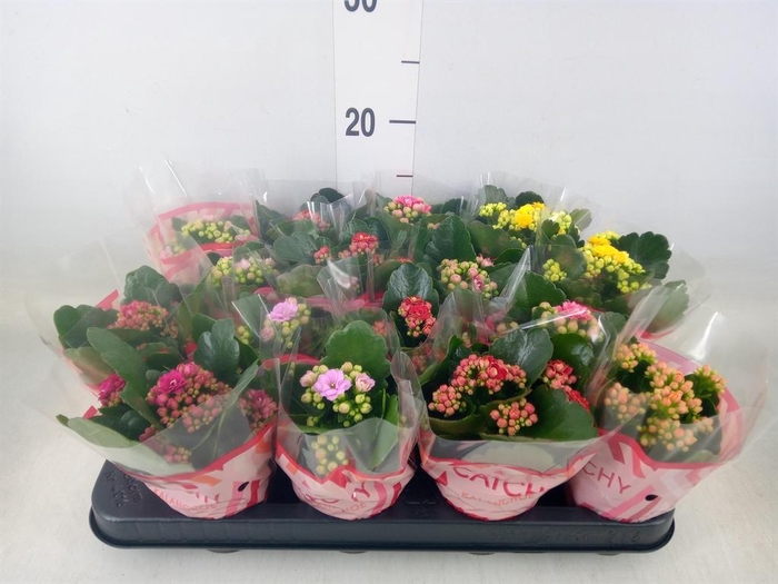 <h4>Kalanchoe blos.   ..rosebud mix  5</h4>