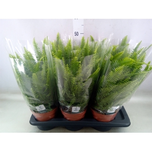 Nephrolepis exal. 'Green Lady'