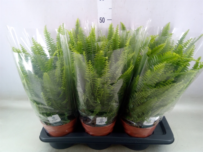 <h4>Nephrolepis exal. 'Green Lady'</h4>