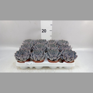 Echeveria  'Orion'