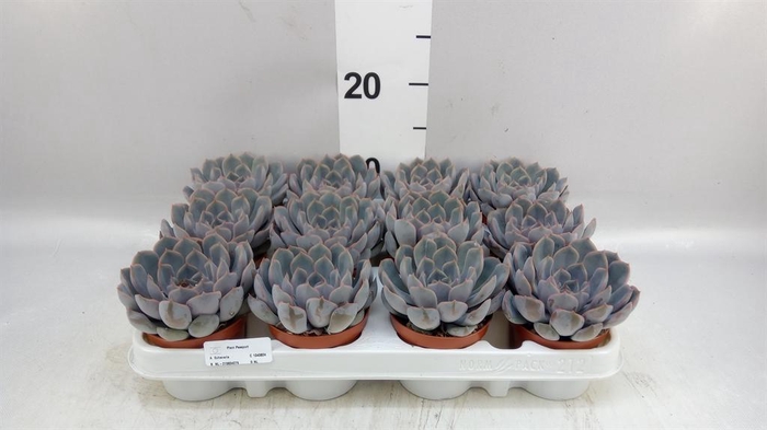 <h4>Echeveria 'Orion'</h4>