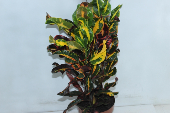 <h4>CROTON MAMMY P17</h4>