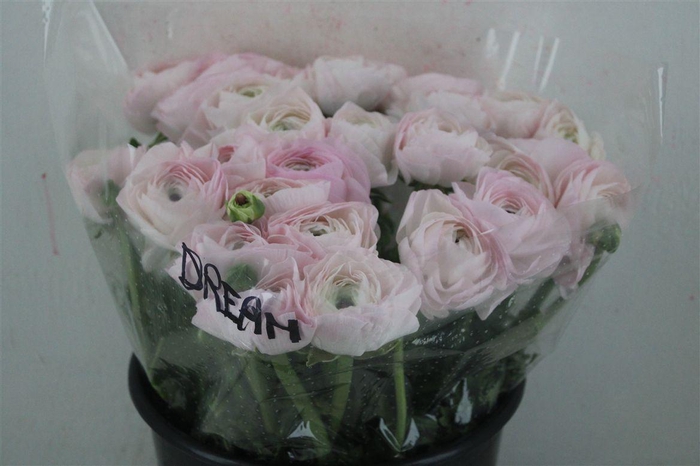 <h4>Ran Cloni Sup Dream</h4>