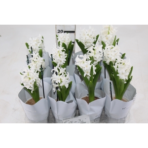 HYACINTHUS P09 BRANCO
