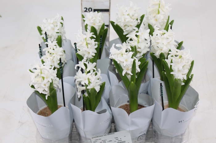 HYACINTHUS P09 BRANCO