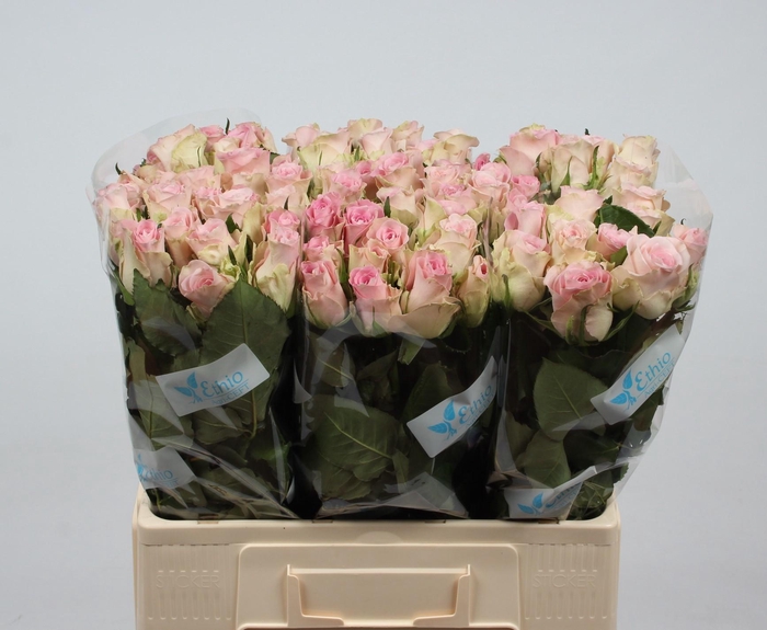 <h4>R GR BISOU@</h4>