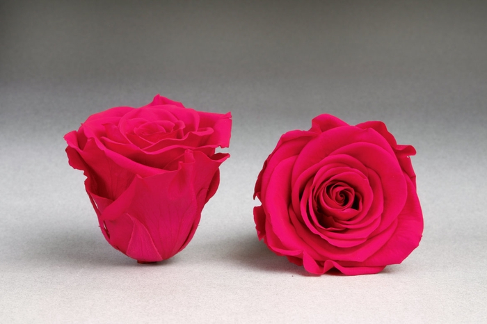 <h4>Rose stab. XXL Pin-03</h4>