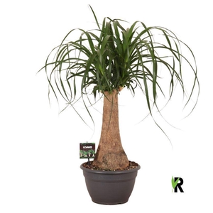Beaucarnea recurvata