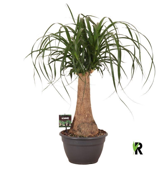 <h4>Beaucarnea recurvata</h4>