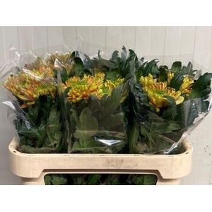 CHR G ROSS ELIZABETH