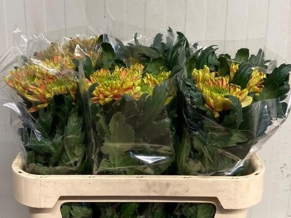 <h4>CHR G ROSS ELIZABETH</h4>