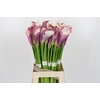 Zantedeschia Eydolls Purple White