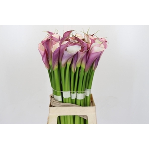 Zantedeschia Eydolls Purple White