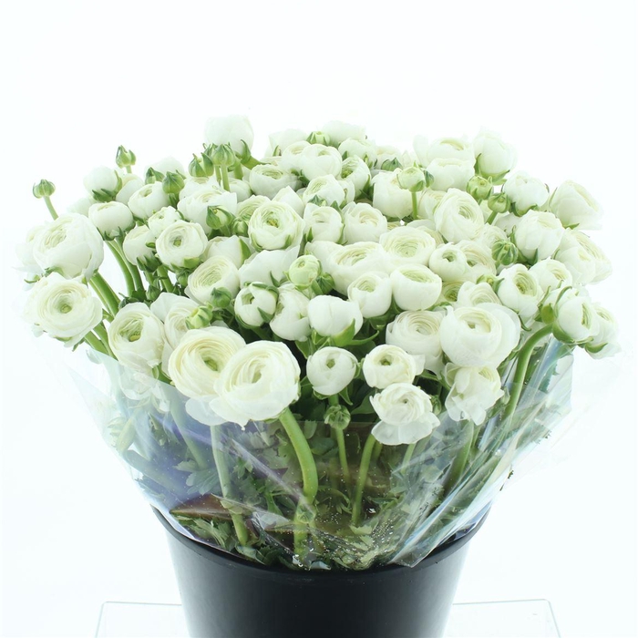 <h4>Ran Bulbilli White Extra</h4>