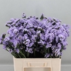 Limonium sinuatum Donau Birds