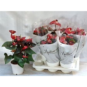 Anthu A Coral Champi 7+