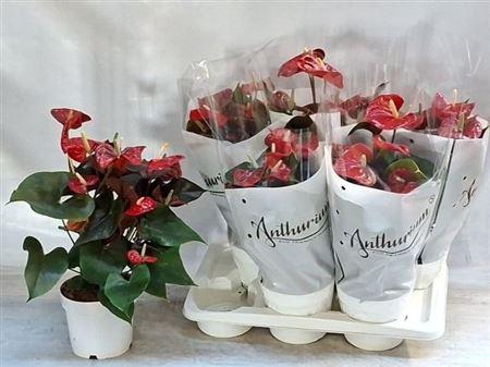 <h4>Anthu A Coral Champi 7+</h4>