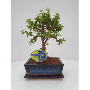 Portulacaria afra, 20 cm., broom, with drip tray