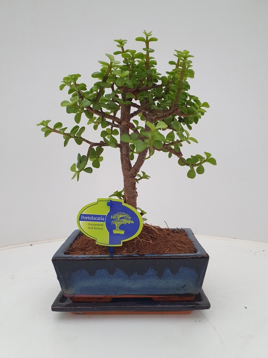 <h4>Portulacaria afra, 20 cm., broom, with drip tray</h4>