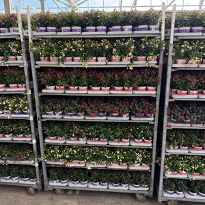 Fuchsia Bella Fuchsia mixkar