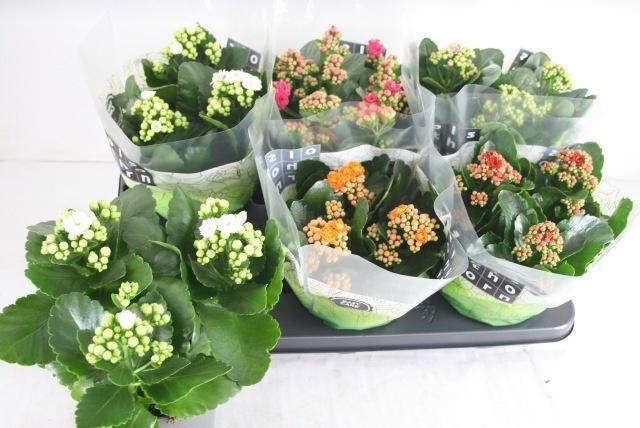 <h4>KAL GE GEM 5 KL</h4>