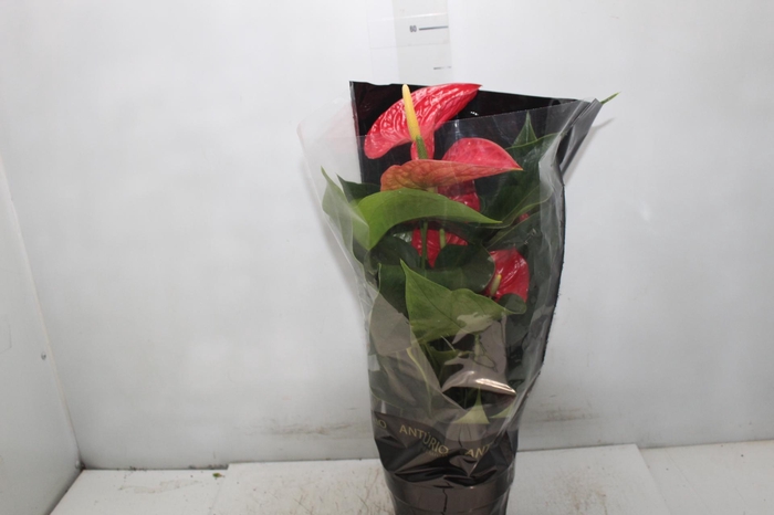 <h4>ANTHURIUM MICHIGAN P17 PREMIUM</h4>