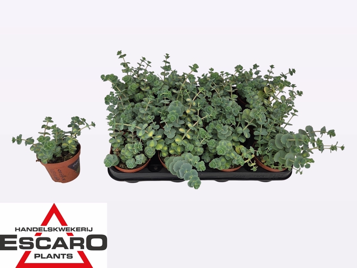 SEDUM SI MEDIOVARIEG