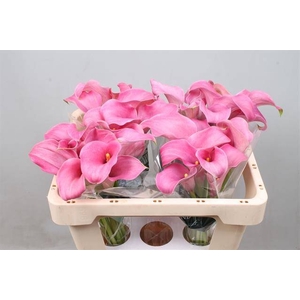 Calla Candyfloss Kallaland