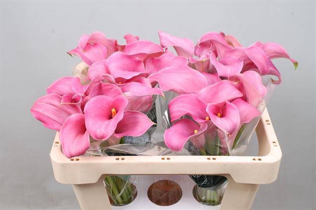 <h4>Calla Candyfloss Kallaland</h4>