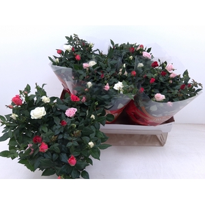 RO FAV FESTIV GEM IP