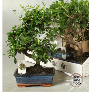 BONSAI GEM