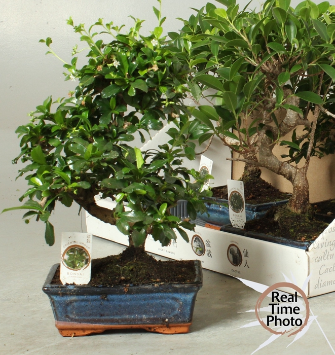 <h4>BONSAI GEM</h4>
