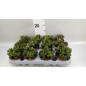 Crassula ovata 'Gandalf'