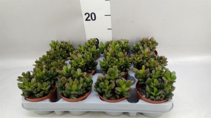 <h4>Crassula ovata 'Gandalf'</h4>