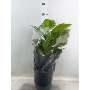 Aglaonema  'Silver Bay'