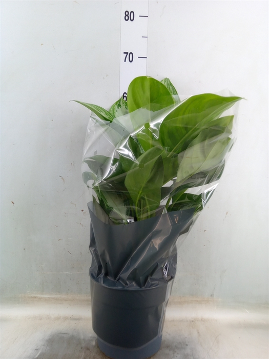 <h4>Aglaonema  'Silver Bay'</h4>