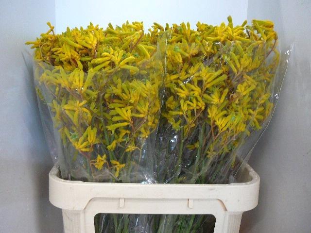 <h4>ANIGOZ YELLOW GEM</h4>