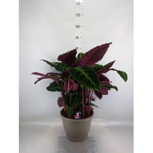 Calathea warscewiczii