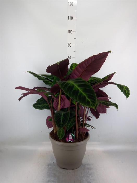 <h4>Calathea warscewiczii</h4>