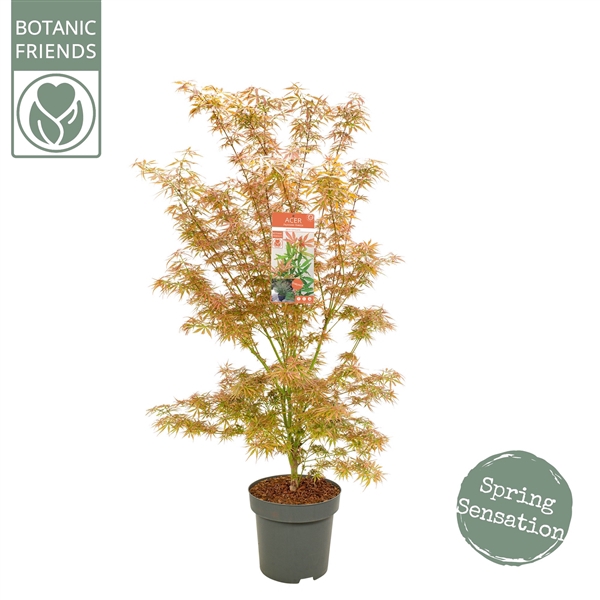 <h4>Acer palm. 'Jerre Schwartz'</h4>