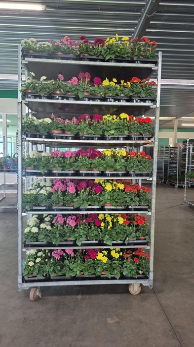 <h4>DAHLIA MIXK 5 KL</h4>