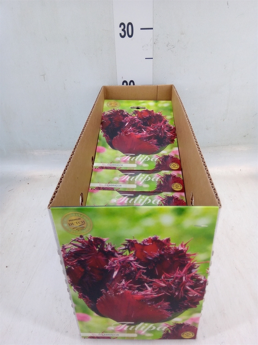 <h4>Tulipa   ...flowerbulbs</h4>