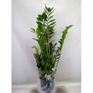 Zamioculcas zamiifolia