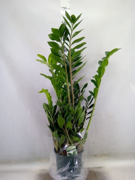 <h4>Zamioculcas zamiifolia</h4>