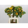Helianthus Orange Fire