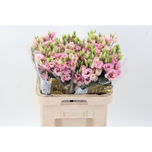 Eus G Lisanne L Pink