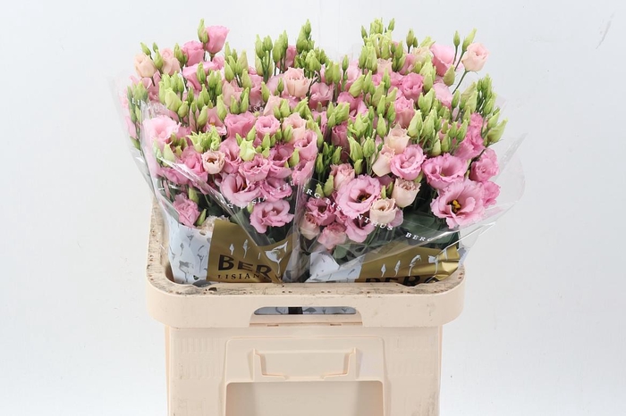 <h4>Eus G Lisanne L Pink</h4>