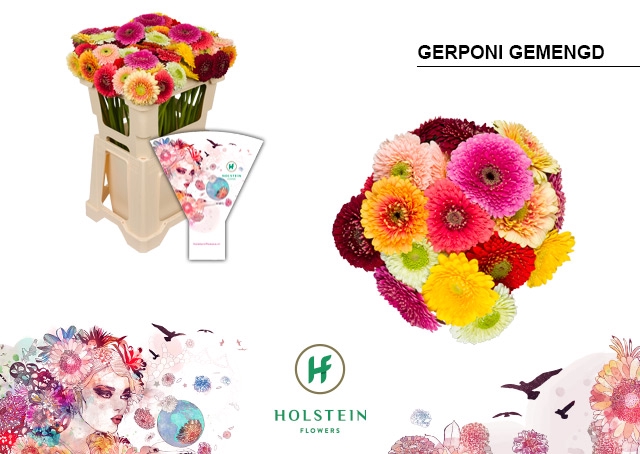 <h4>Germini Pomponi Mix in bos Water x60</h4>