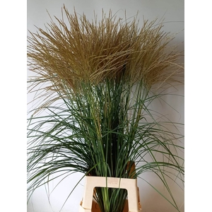 Miscanthus Sinensis SHM Schrama